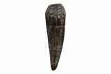 Cretaceous Boreal Crocodile Tooth - Hell Creek Formation #218542-1